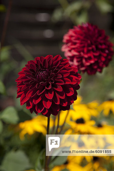 Deutschland  Hamburg  Dahlia und Ringelblume im Schrebergarten