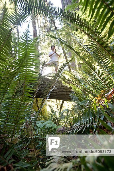 A male adult performs yoga on a huge tree on Vancouver Island  British Columbia.