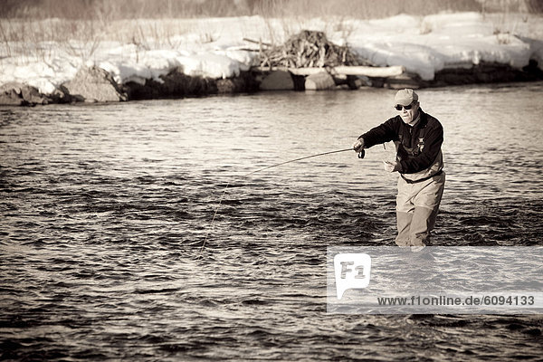 An experienced fishermen casts into the Provo River  Utah.