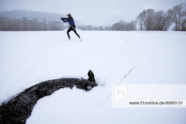 Mann  Hund  Skisport  Spiel  Fokus auf den Vordergrund  Fokus auf dem Vordergrund  1  Schnee