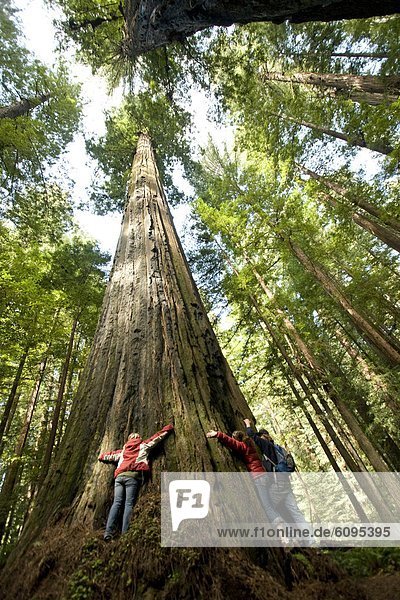 Freundschaft  umarmen  übergroß  3  Sequoia  Kalifornien