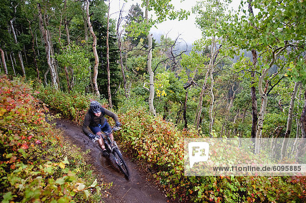 A mountain biker rides past fall colors on a trail near Salt Lake City  UT.