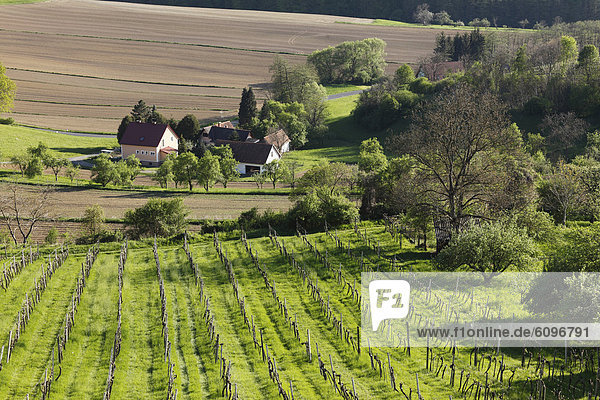 Österreich Steiermark Blick auf Weinberg bei Straden