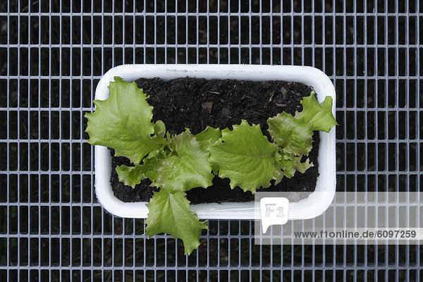Germany, Bavaria, Cultivation of lettuce