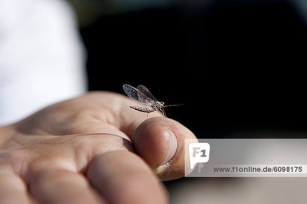 A may fly sits on a mans hand as he gets ready to hit the river.
