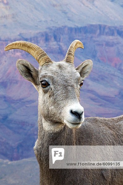 A young big horn sheep poses with the Grand Canyon in the background  Arizona.
