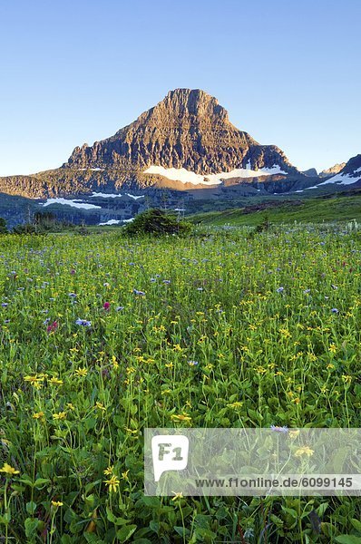 A field of wildflowers grow beneath Reynolds Mountain in Glacier National Park  Montana.