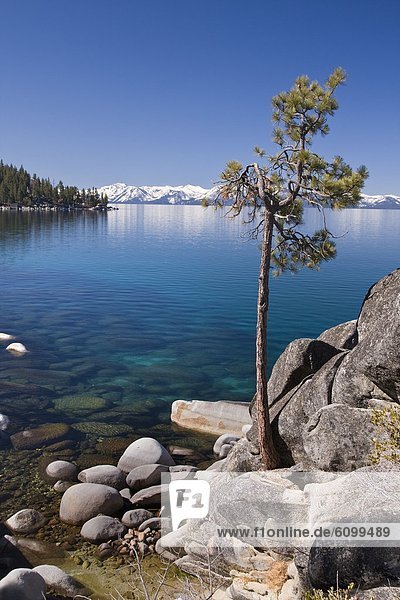 A lone pine tree on the rocky shore of Lake Tahoe in Nevada