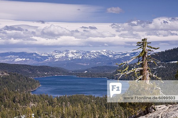 Donner Lake and the Sierra Mountains and a dead pine tree on a partly cloudy day in California