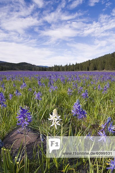 A single white Camas Lily flower in a field of purple flowers at Sagehen Meadows near Truckee in California