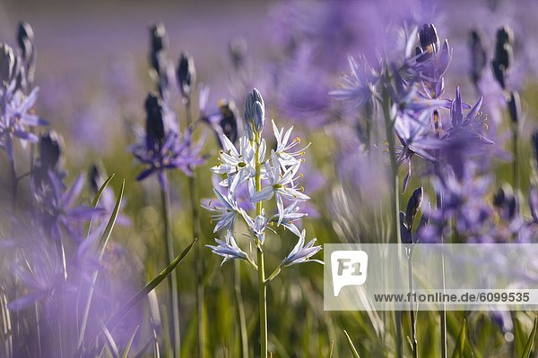 A closeup photo of a single white Camas Lily in a field of purple Camas Lilys in Sagehen Meadow near Truckee in California