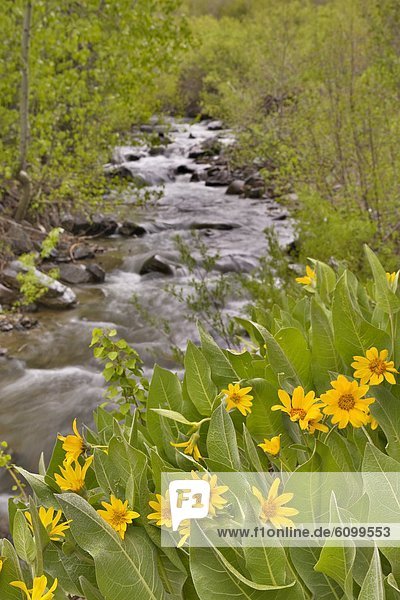 A mountain stream in the Sierras of California flowing past yellow Mules Ears flowers in the spring