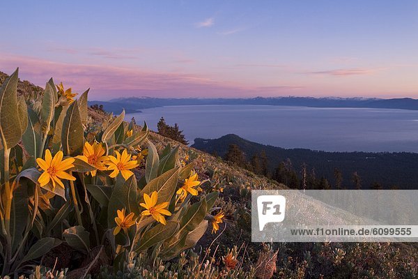Blume  Sonnenuntergang  gelb  über  See  Maultier  Kalifornien
