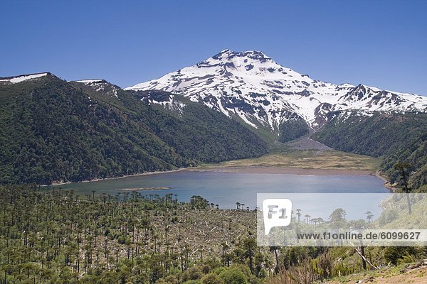 Volcan Tolhuaca and an alpine lake and a forest of arucaria arucana trees in the Andes mountains of Chile in South America