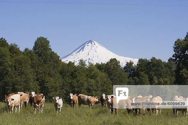 A herd of cows in front of Volcan Llaima in the Andes mountains of Chile in South America