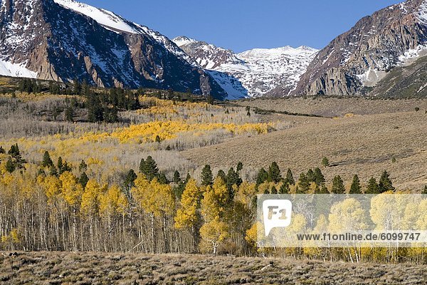 A landscape with autumn leaves  a snow covered mountain  and aspen trees in the Sierra mountains near Lee Vining  California