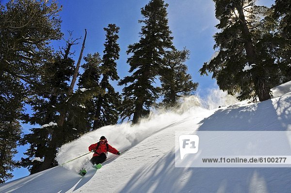 A male skier makes a big powder turn in the Kirkwood backcountry  CA.