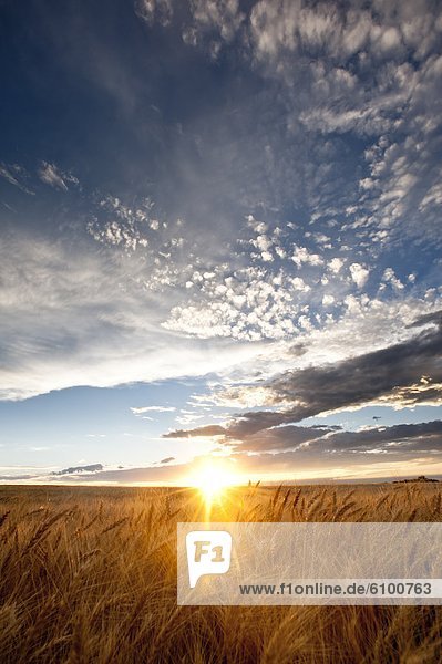 beleuchtet  Vereinigte Staaten von Amerika  USA  Wolke  Himmel  über  Feld  blau  Weizen  Colorado  Sonne