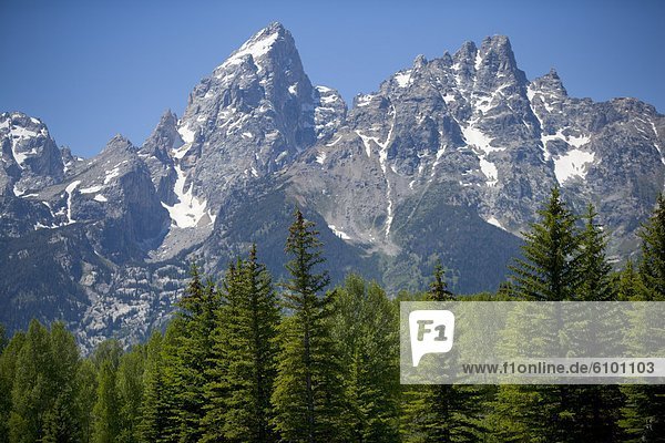 A view of the Grand Tetons towering above green fir trees with blue skies.
