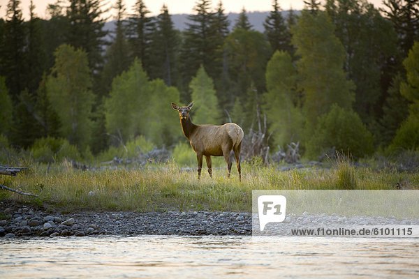 A female elk stands looking at the camera with a river in front and trees in the back.