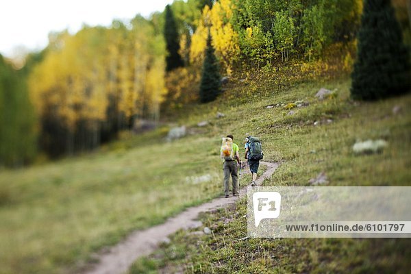 Two young men hike through a aspen forest in the fall colors on there way to climb Capitol mountain.++