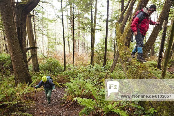 Hikers walk down logs and up the trail from Third Beach  Olympic National Park  Washington.