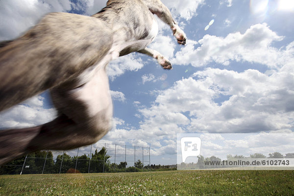 A dog jumps into a cloudy sky