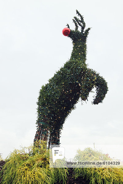 Sculpted shrubbery - a topiary - of a reindeer.