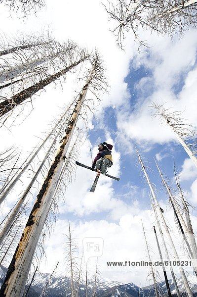 Skifahrer fangen Himmel kahler Baum kahl kahle Bäume