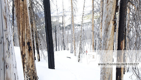 Skifahrer wandern kahler Baum kahl kahle Bäume