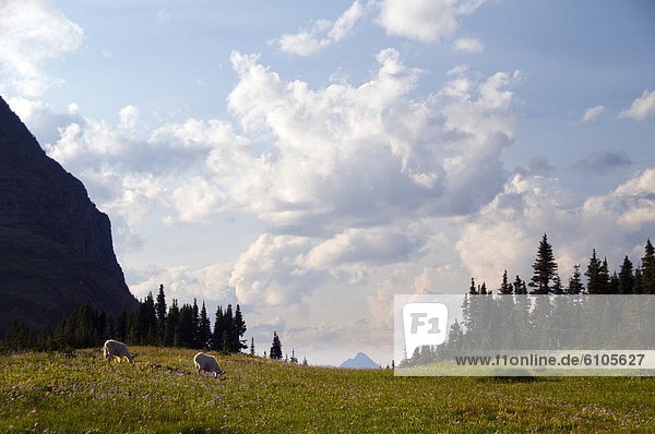 Two mountain goats graze in a field of wildflowers in Glacier National Park  Montana.