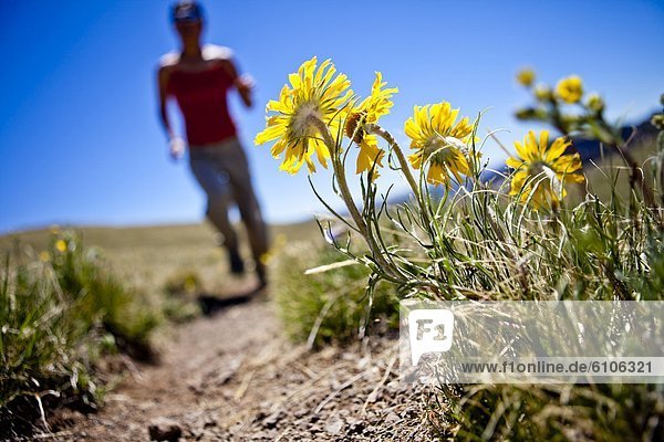 a woman runs past yellow alpine wildflowers (daisy like) that follow the sun. She is running on the Continental Divide Trail (CCT  trail number 813) north of Squaw Pass at approximately 12 480 feet.