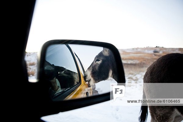 A wild donkey begs for treats from our vehicle window while driving the Wildlife Loop Road  Custer State Park  South Dakota.