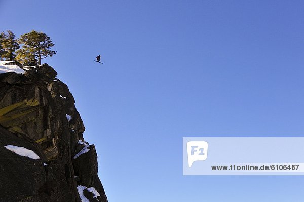 Pro skier Josh Daiek performs a double backflip ski BASE jumping off of Lovers Leap in Strawberry  CA.