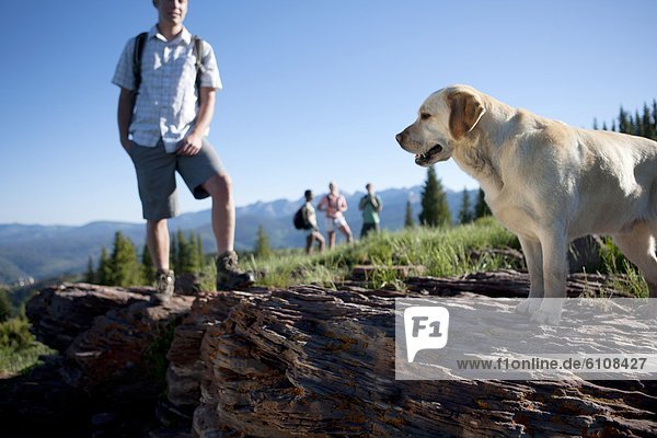 A yellow lab dog out to the distance at the top of a hike  as his owner looks on. Friends wait in the background.