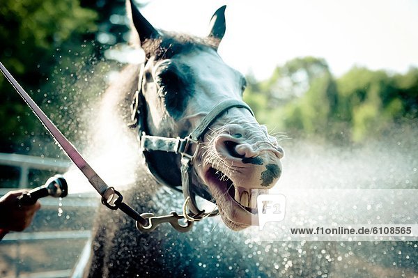 A horse gets a bath.