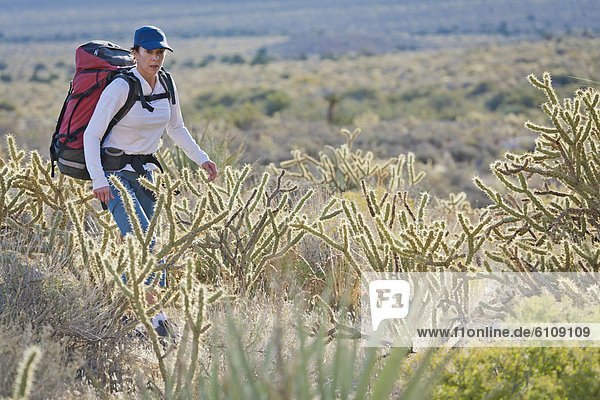 Vereinigte Staaten von Amerika USA Felsbrocken folgen Schutz wandern Nevada rot Kaktus verhandeln Zimmer Schlucht