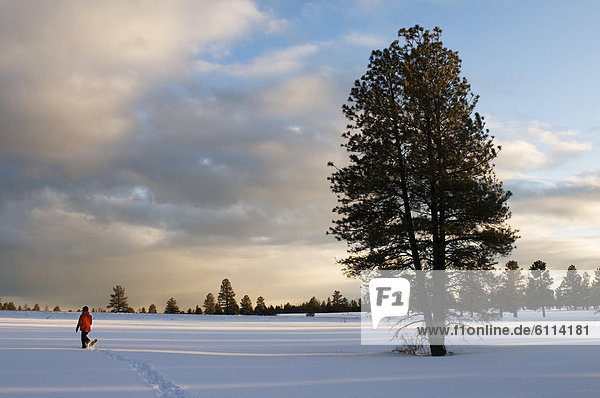A young woman snowshoes through freshly fallen snow at sunset in Flagstaff  Arizona.