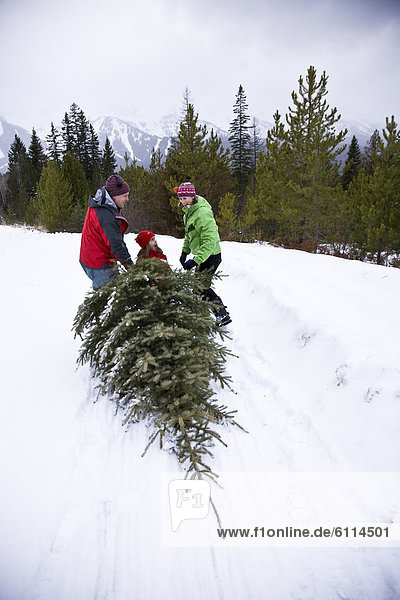 Frische  schneiden  Baum  Bauernhof  Hof  Höfe  Weihnachten  Feld  jung  ziehen  britisch  Kanada
