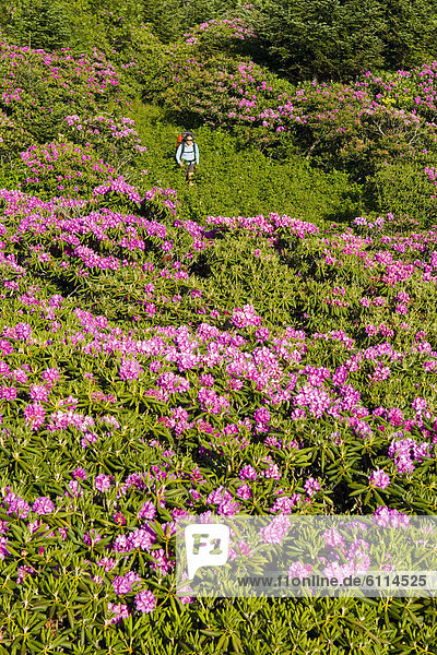 Frau  Berg  wandern  Rhododendron  North Carolina