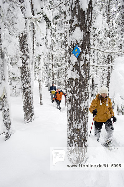 Biegung Biegungen Kurve Kurven gewölbt Bogen gebogen Wald frontal wandern Gesichtspuder Ansicht 3 Schneeschuh tief