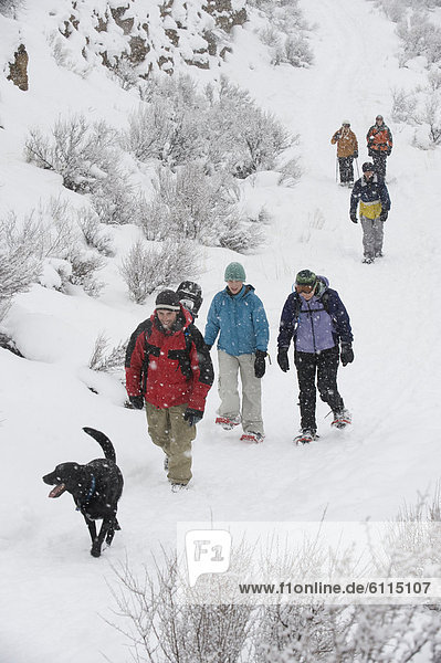 hoch  oben  Biegung  Biegungen  Kurve  Kurven  gewölbt  Bogen  gebogen  gehen  folgen  Hund  schwarz  Ansicht  Flachwinkelansicht  1  Größe  Winkel  Oregon  Schnee