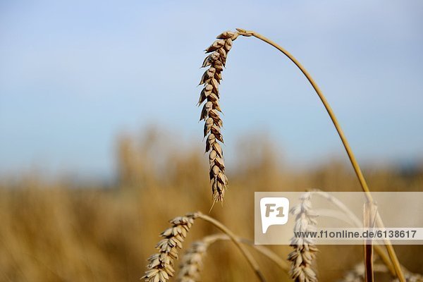 Weizen auf dem Feld
