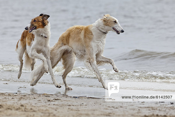 Zwei Barsoi-Windhunde rennen am Strand entlang