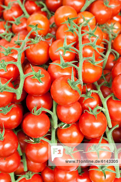 Tomaten auf Reben