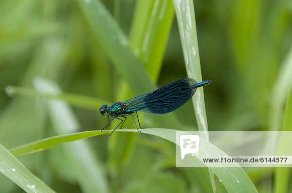 Beautiful Demoiselle (Calopteryx virgo)  male  on reed in the Moenchbruch Nature Reserve  Hesse  Germany  Europe