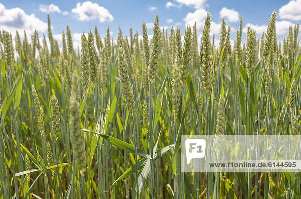Wheat (Triticum L.)  Dreieich-Goetzenhain  Hesse  Germany  Europe