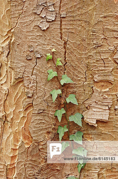 Gemeiner Efeu  Gewöhnlicher Efeu (Hedera helix)  an Rinde vom Berg-Ahorn  Bergahorn (Acer pseudoplatanus)  Nordrhein-Westfalen  Deutschland  Europa