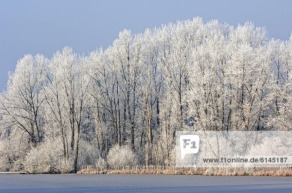 Zugefrorener See und Laubbäume mit Raureif im Naturschutzgebiet Beversee  Bergkamen  Nordrhein-Westfalen  Deutschland  Europa
