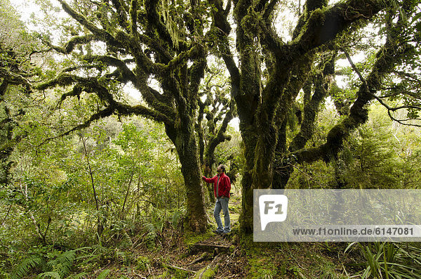 Wanderer im Regenwald vor knorrigem moosbewachsenem Baum Mt. Taranaki Nationalpark Nordinsel Neuseeland